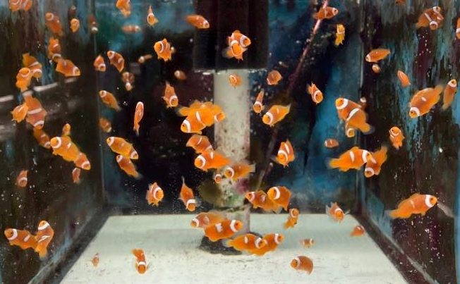 SA True Percula PNG F1 NANO – www.coralreeftn.com