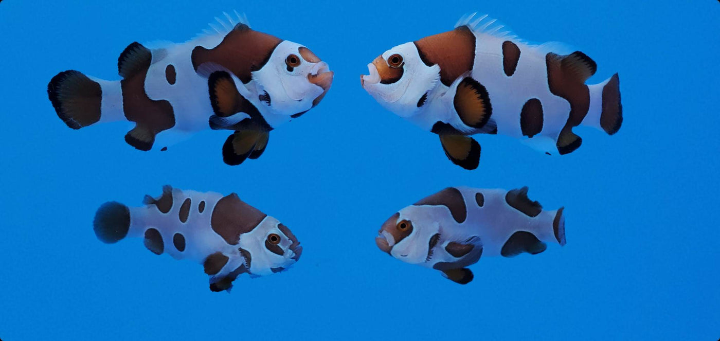 Clownfish Bonded Pair Picasso Storm