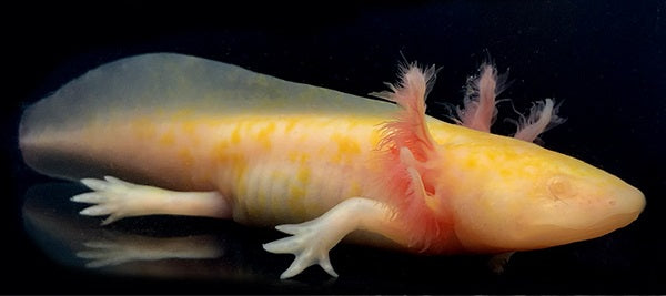 SA GFP Melanistic Albino Axolotl