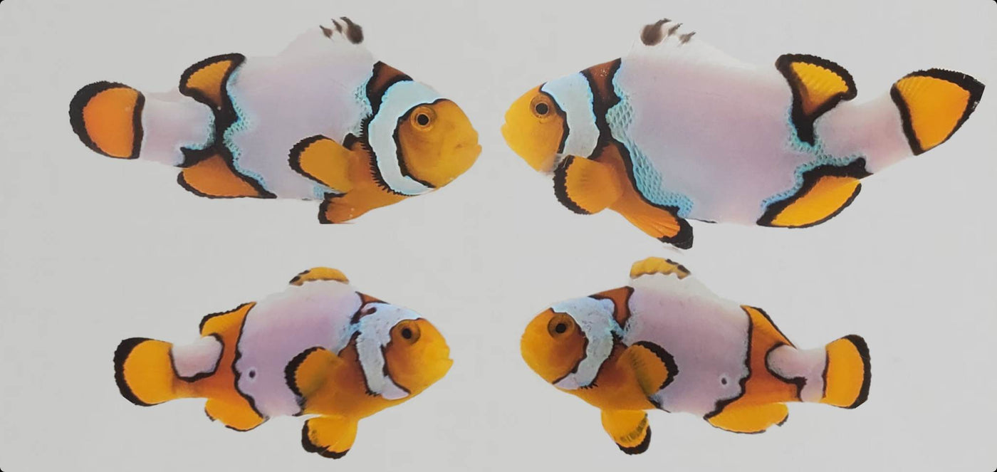 Clownfish Bonded Pair Snow Onyx