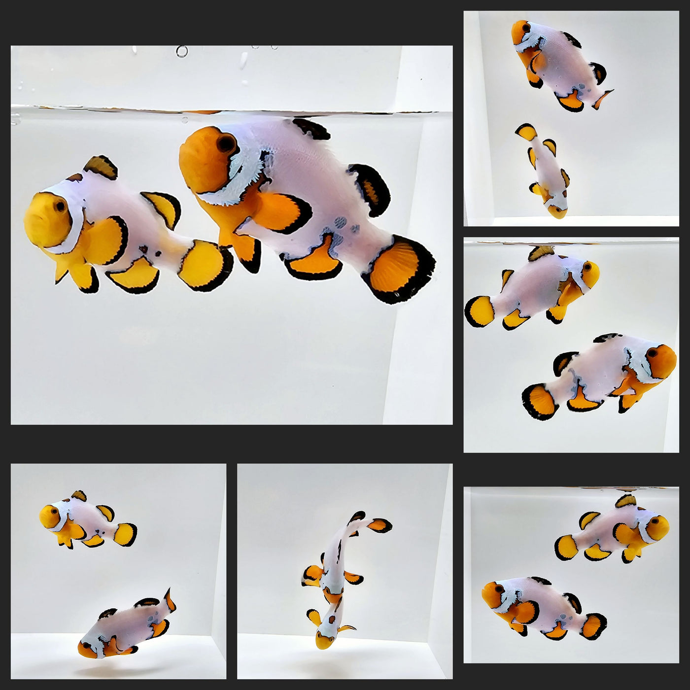 Clownfish Bonded Pair Snowflake Special