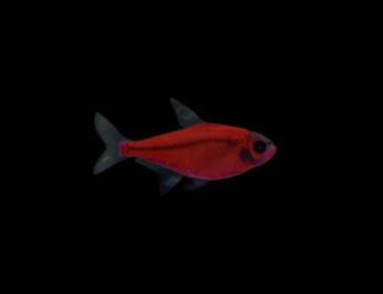 Starfire Red Glofish Pristella Tetra