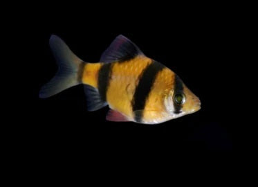 Sunburst Orange GloFish Tiger Barb