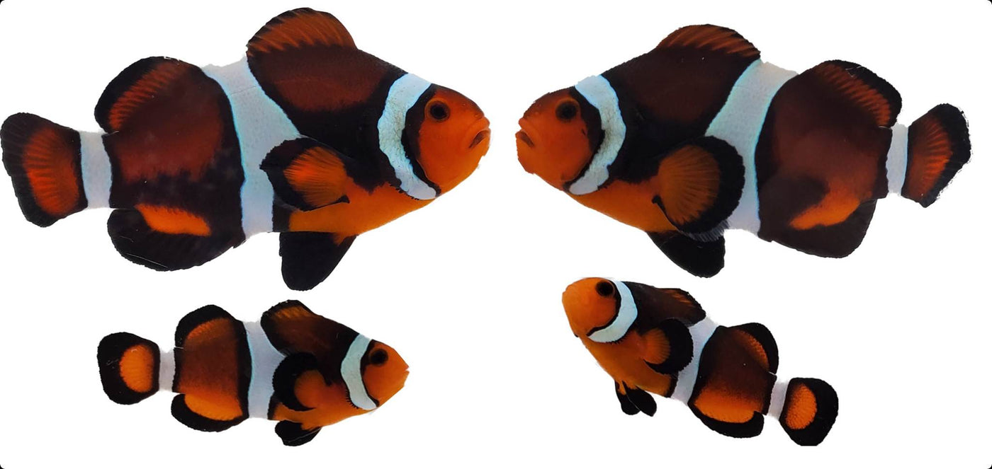 Clownfish Bonded Pair Super Fancy