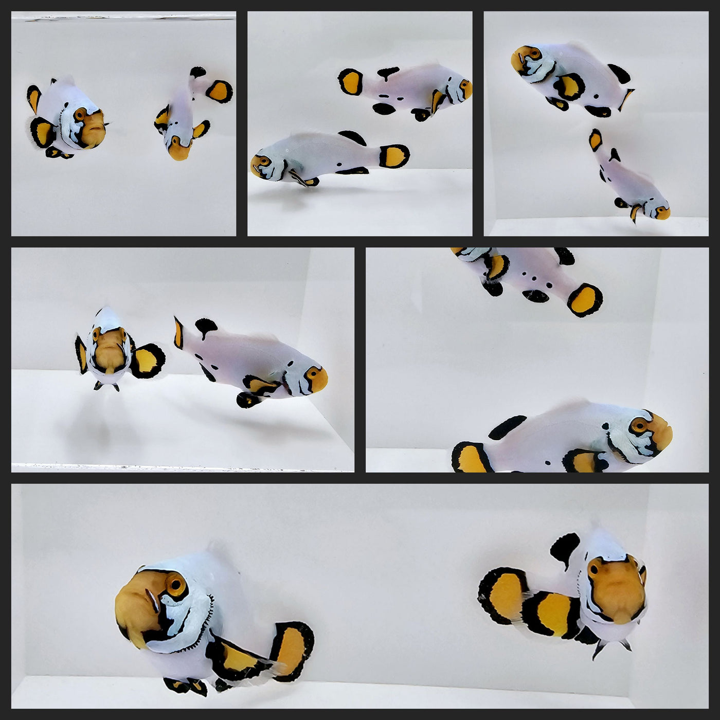 Clownfish Bonded Pair Supercell