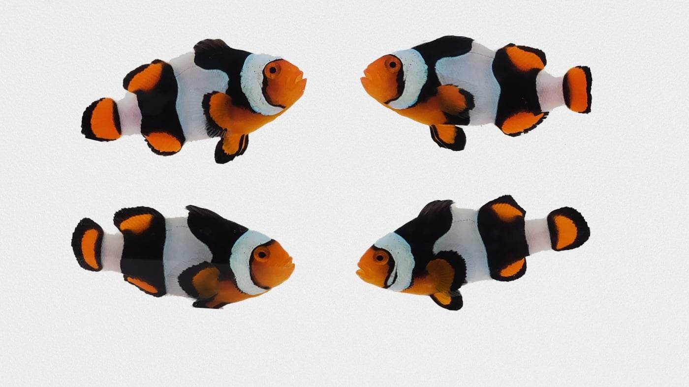 Clownfish Bonded Pair True Percula Extra Black