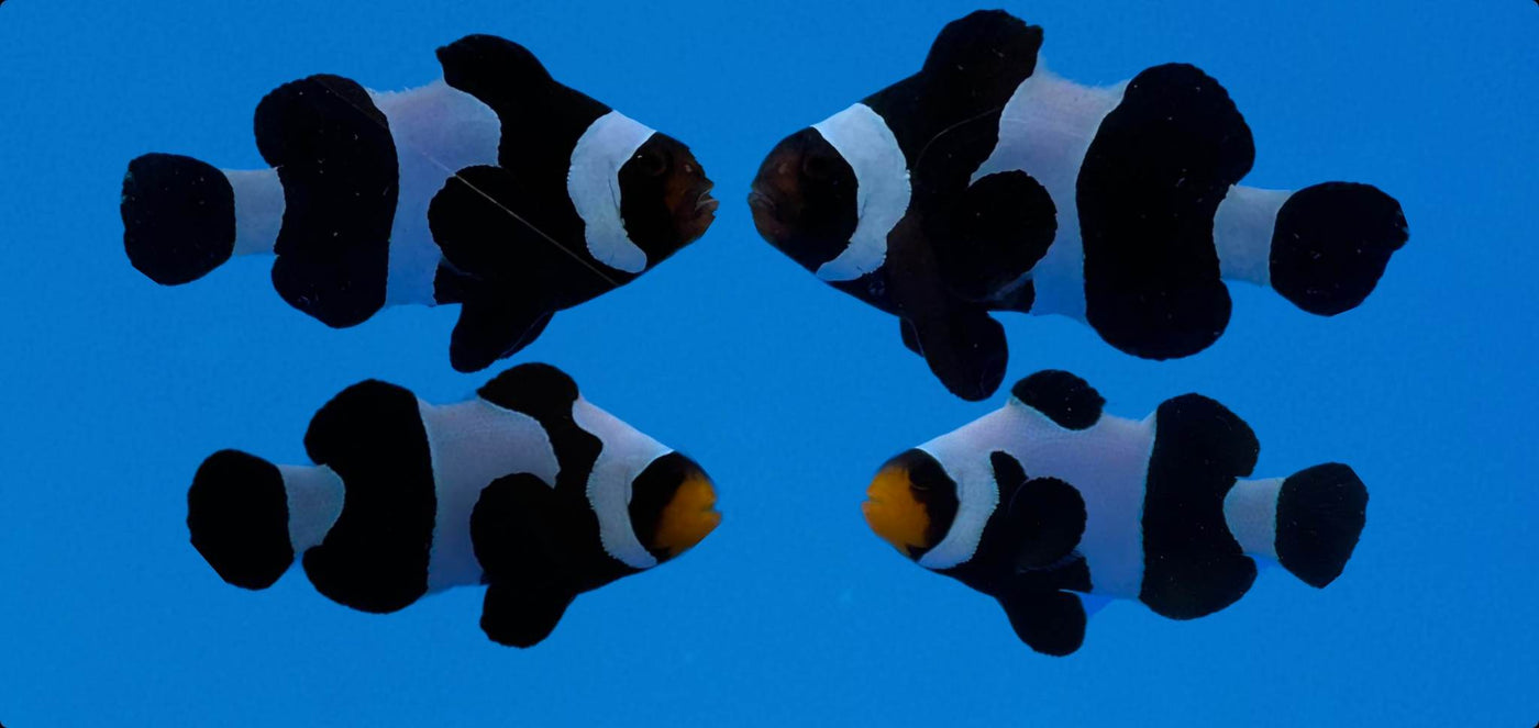 Clownfish Bonded Pair Wide-Bar/Black DaVinci