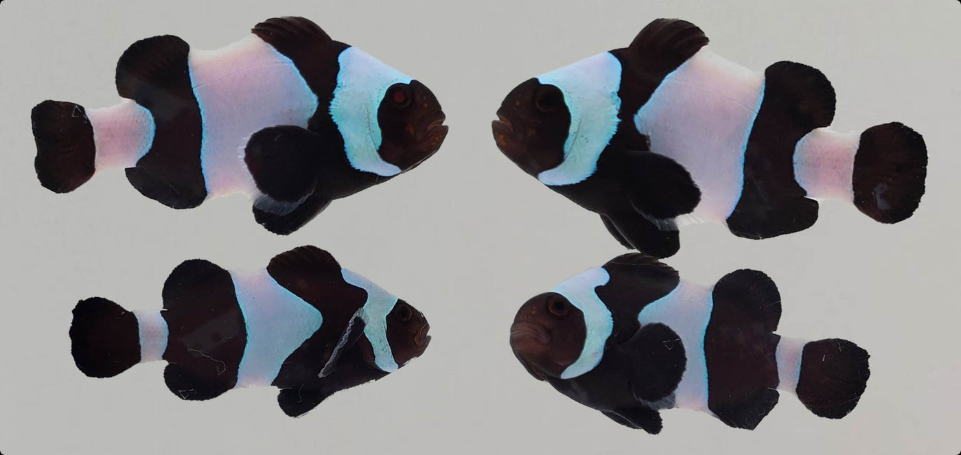 Clownfish Bonded Pair Wide-Bar Black