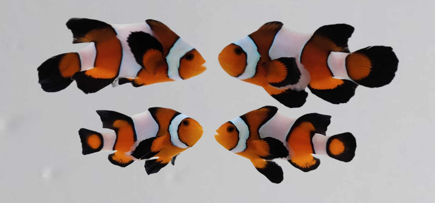 Clownfish Bonded Pair Wide-Bar Roundtail Longfin