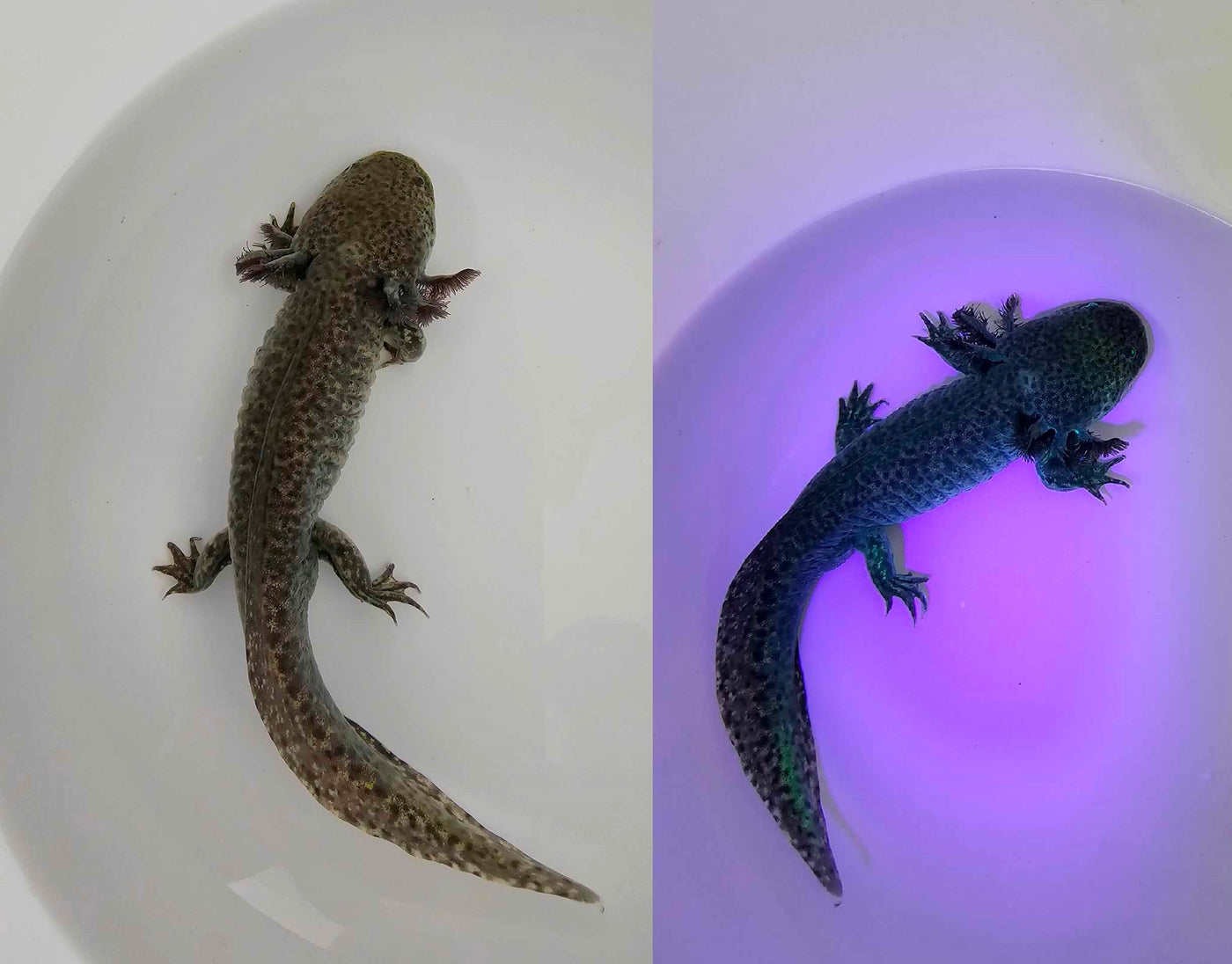 Wild Type GFP Axolotl Www coralreeftn Wild type gfp axolotl www coralreeftn
