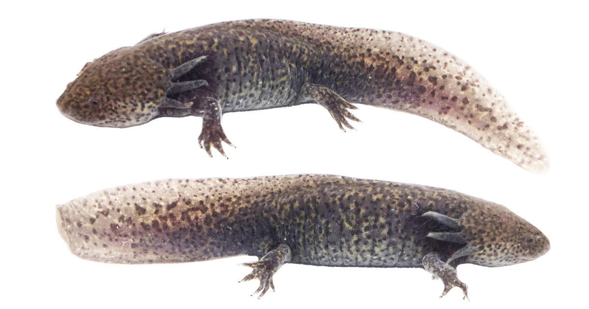 Wild-Type Axolotl