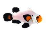 Clownfish Wyoming White Roundtail Longfin